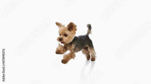 Fototapeta Small Yorkshire terrier running forward with playful expression. Concept of pet agility, canine energy, joyful spirit, playful dog lifestyle, and animal photography.