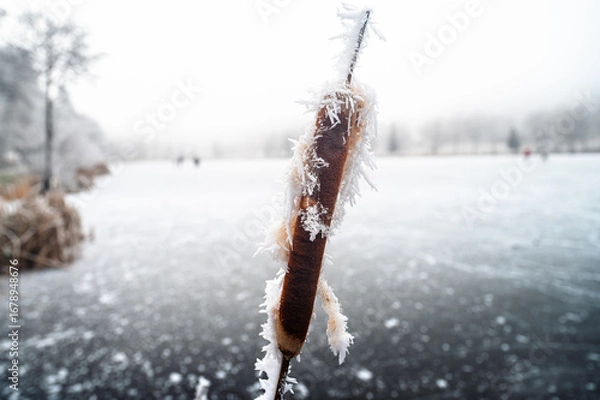 Fototapeta A close-up of a frozen marsh stake, glistening with frost and surrounded by the serene white winter landscape of the Christmas season