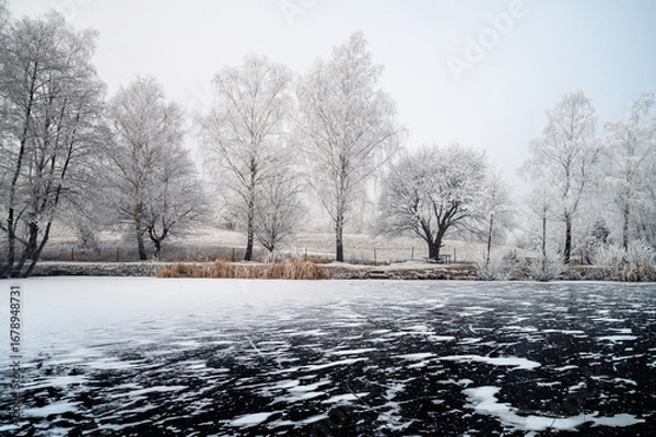Fototapeta Soft sunlight illuminates the frozen pond, framed by snowy fields and frosted trees