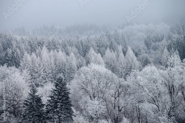 Fototapeta Winter morning over a frozen lake bathed in soft sunlight and surrounded by a serene snowy wonderland