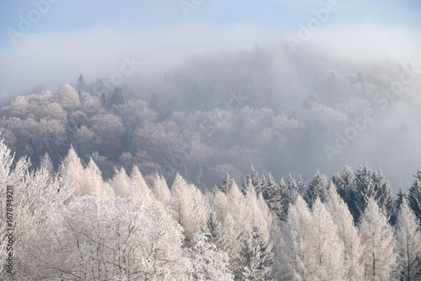 Fototapeta Frosted pines, bare birches, and snow-dusted maples stand together in a peaceful white winter landscape, evoking the calm of Christmas