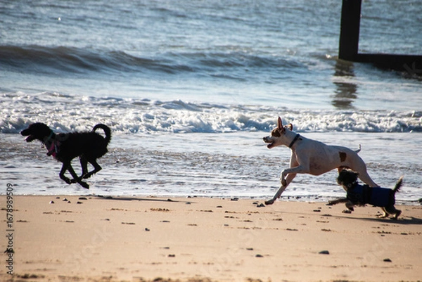 Fototapeta Dogs running on the beach on a beautiful summers day.
