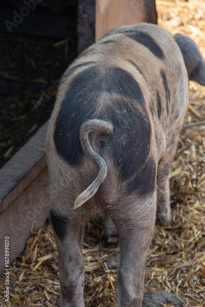 Fototapeta A close up view of a pigs curling tail