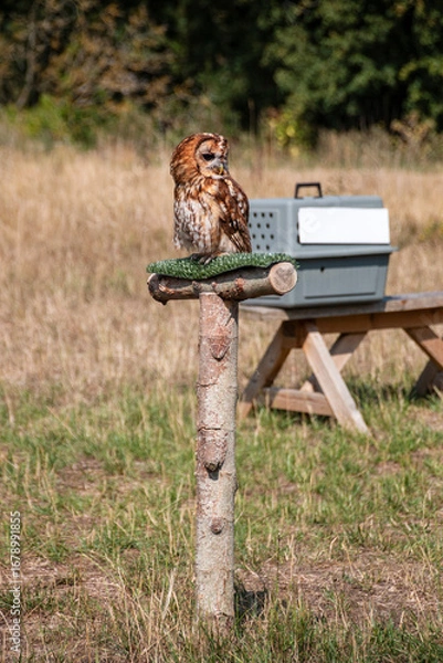 Fototapeta A tawny owl sitting a a perch during a flying session