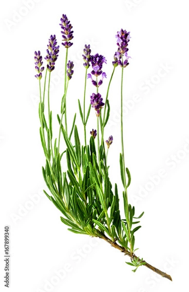 Fototapeta Fresh lavender sprig with violet flowers isolated on a white background. Design element for product label, catalog print, web use.