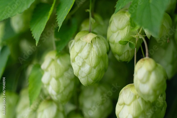 Fototapeta Close up of fresh hop cones on a branch.