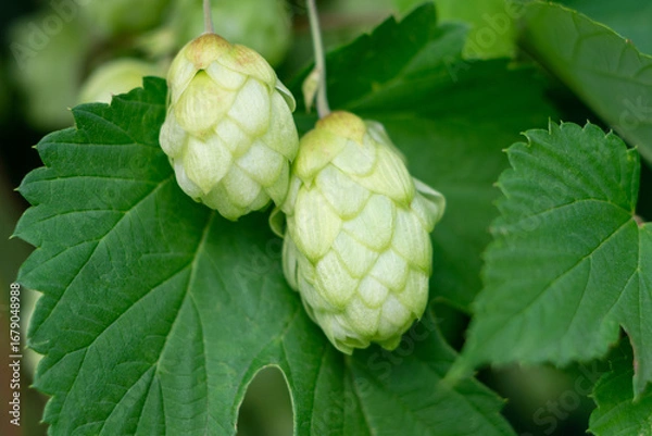 Fototapeta Close up of fresh hop cones on a branch.