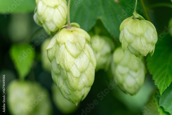 Fototapeta Close up of fresh hop cones on a branch.