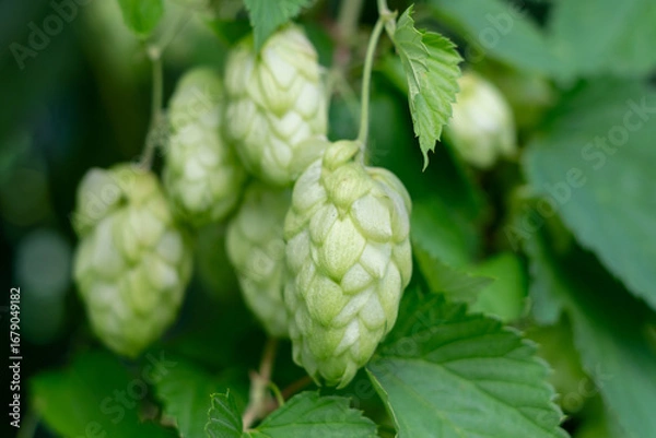 Fototapeta Close up of fresh hop cones on a branch.