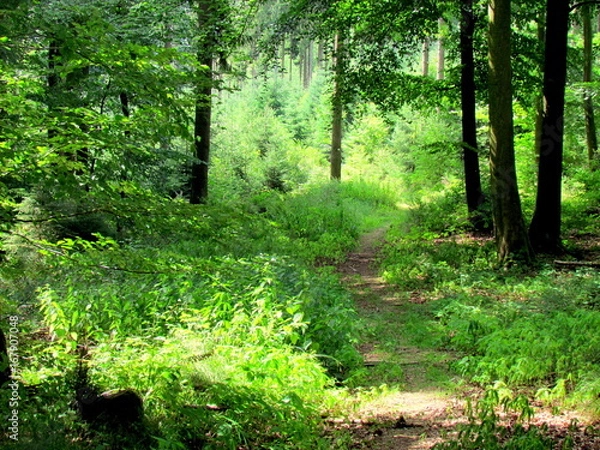 Obraz Chemin en foret