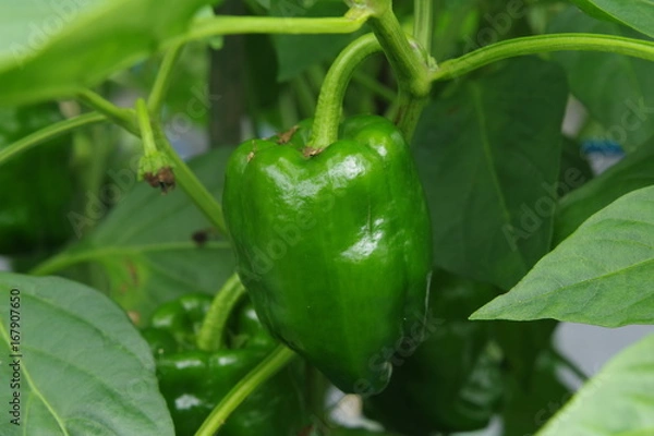 Fototapeta 畑で実るピーマン