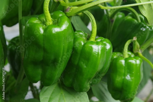 Obraz 畑で実るピーマン