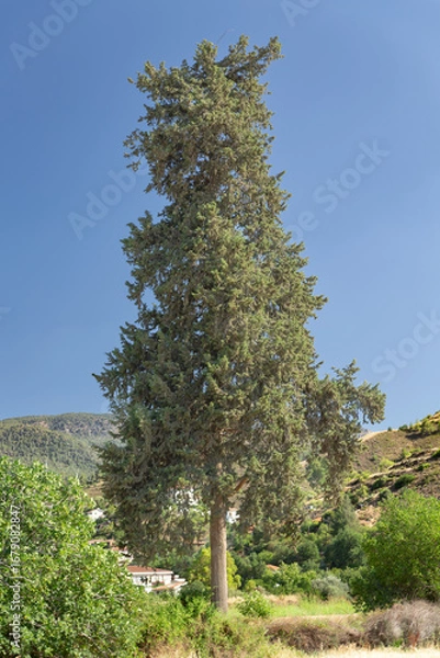 Fototapeta pine tree on a hill