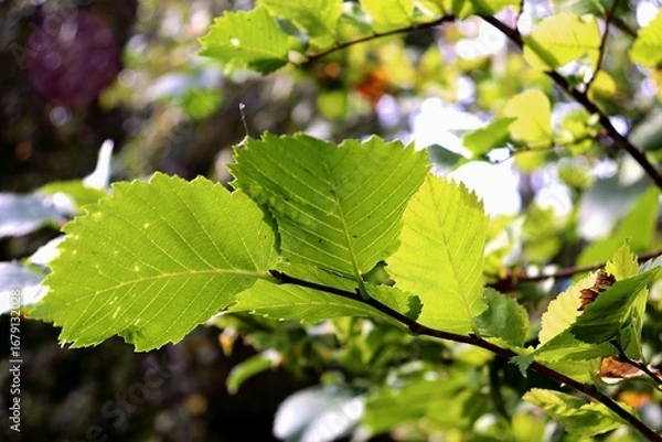 Fototapeta green maple leaves