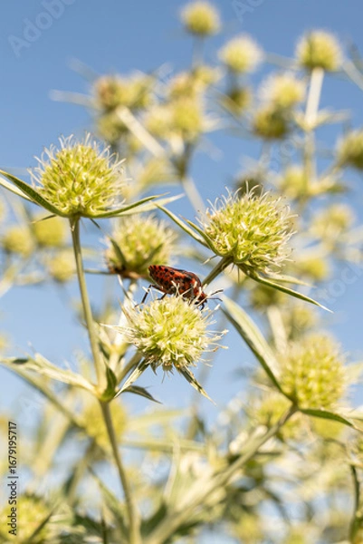 Fototapeta A stink bug in its habitat. A bug on leaves, outdoor.