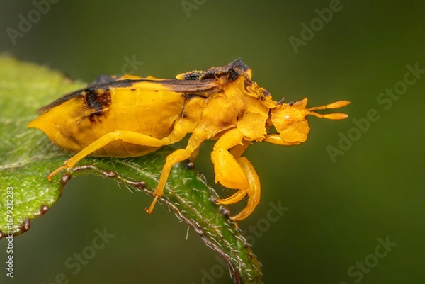 Fototapeta Yellow female Jagged Ambush Bug hunting for prey on a summer afternoon with blurred green background