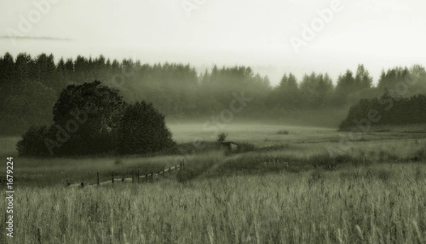 Obraz foggy field