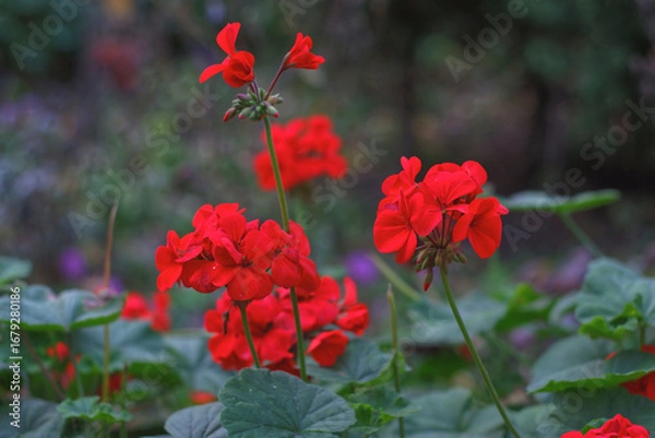 Fototapeta red flowers