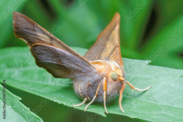 Obraz Dusky Thorn Moth