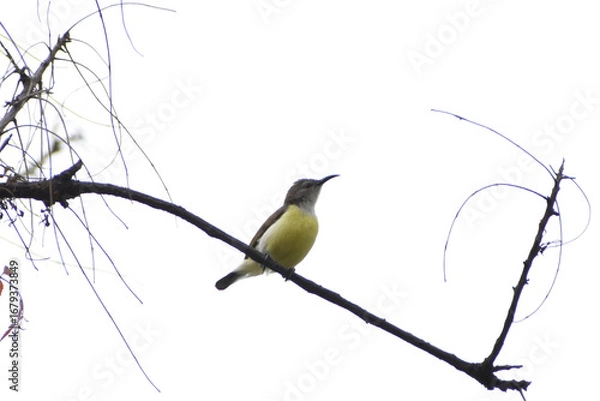 Obraz blue tit on branch