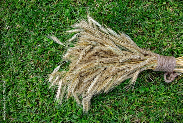 Fototapeta A bountiful wheat harvest, symbolizing abundance, prosperity and the fruits of labor.