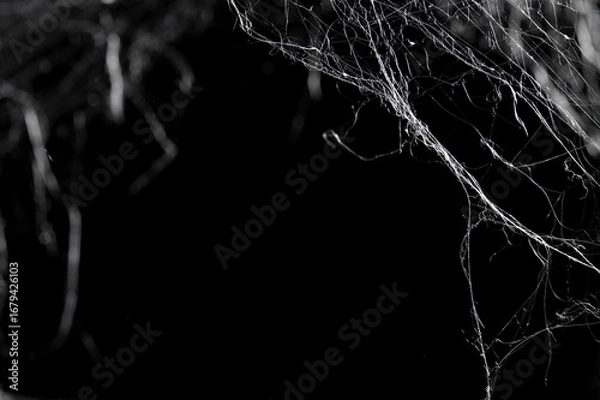 Fototapeta Halloween Spider Web,Creepy white cobweb on a dark background. space for text