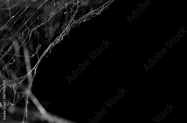 Fototapeta Halloween Spider Web,Creepy white cobweb on a dark background. space for text
