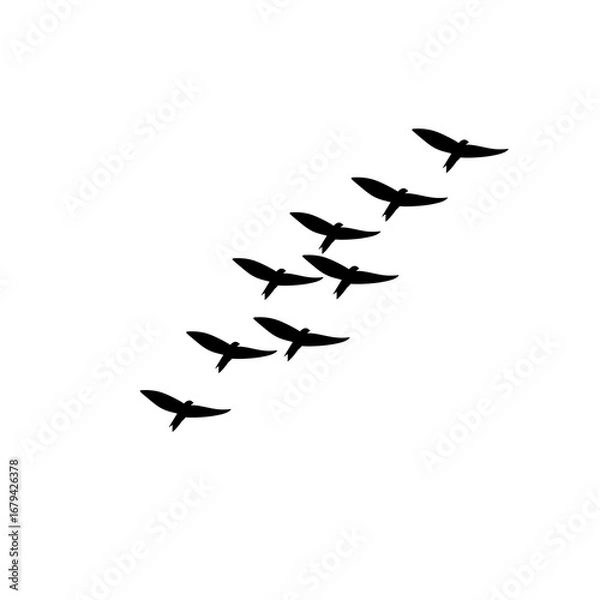 Fototapeta Flying birds flock vector silhouettes, geese autumn triangle formation, monochrome illustration postcard greeting card, isolated white background design.