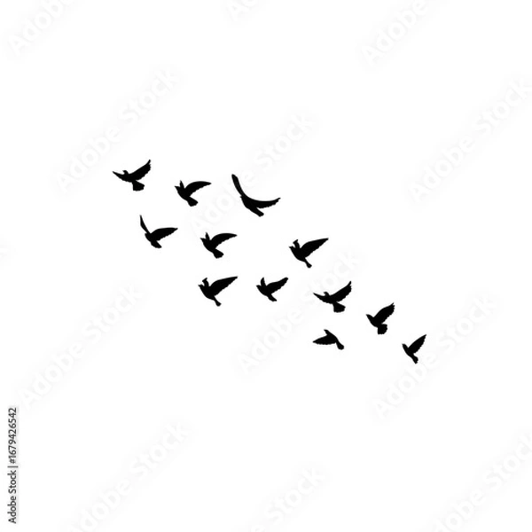 Fototapeta Vector flying flock of geese silhouettes, birds in triangle formation, postcard illustration, monochrome greeting card, autumn white background.