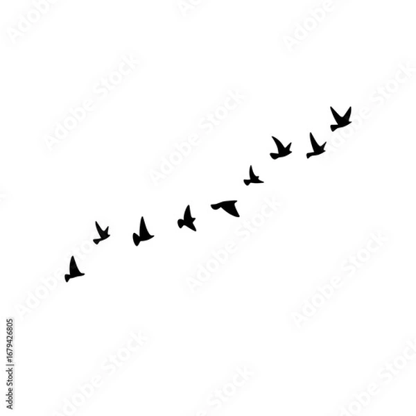 Fototapeta "Flock of birds flying vector silhouettes, autumn geese triangle formation, postcard greeting card design illustration monochrome white background."