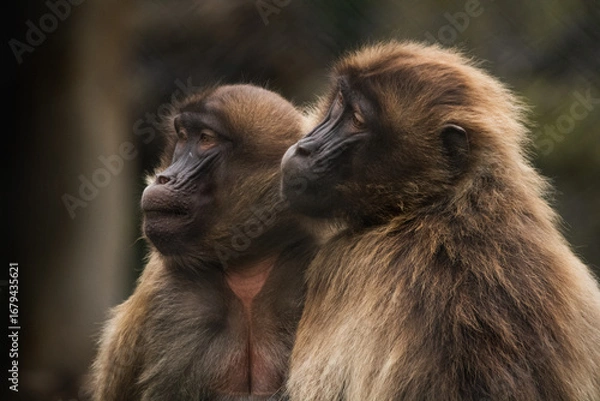 Fototapeta Monkeys watch as their child plays on the climbing frame
