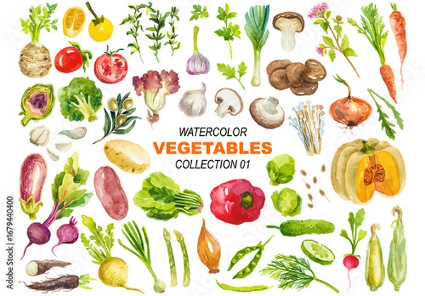 Obraz Vector watercolor painted vegetables clipart