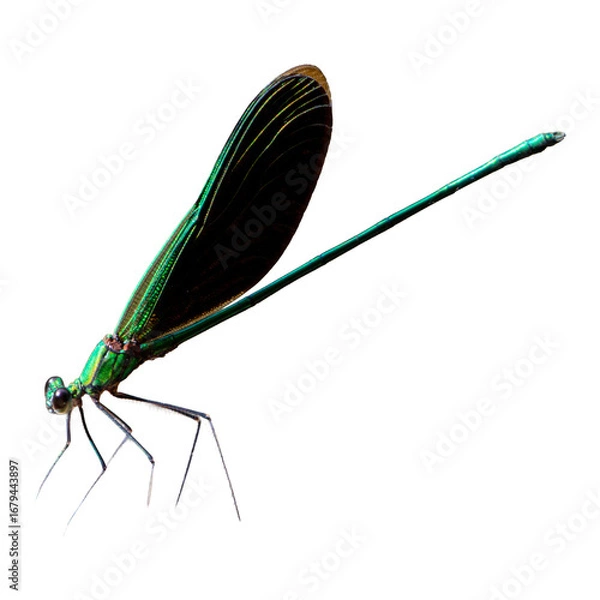 Fototapeta A colorful dragonfly with intricate wings rests on a plain white background, its vibrant insect body in a sharp macro closeup