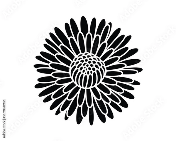Fototapeta Elegant  Helichrysum Flower Design in Bold Black and White A Simple Vector Illustration