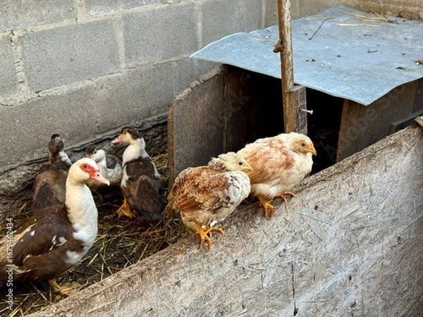 Obraz Domestic ducks and young chickens in a rural poultry house. Two chicks are sitting on a wooden fence, with several ducks in the background. Farming, village life, and traditional poultry breeding.