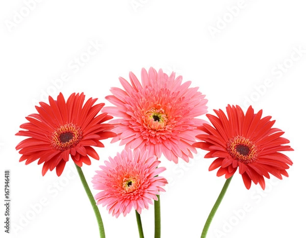 Obraz Gerbera flower collage isolated on white