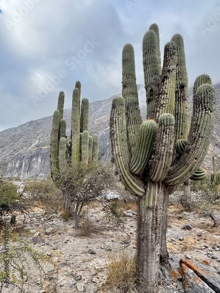 Obraz prickly pear cactus