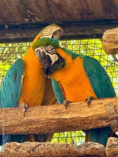 Obraz blue and yellow macaw
