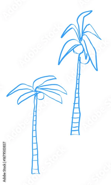 Obraz Hand drawn coconut palm trees vector illustration
