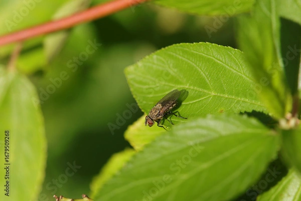Fototapeta Sepsis sp.
Sepsis sp. in its natural element
