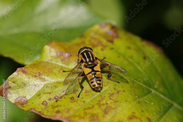 Fototapeta Hélophile à bandes grises (Helophilus trivittatus)
Helophilus trivittatus in its natural element
