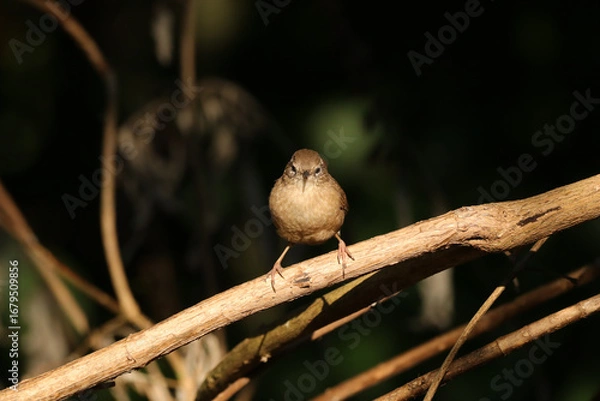 Fototapeta Troglodyte mignon (Troglodytes troglodytes)
Troglodytes troglodytes in its natural element
