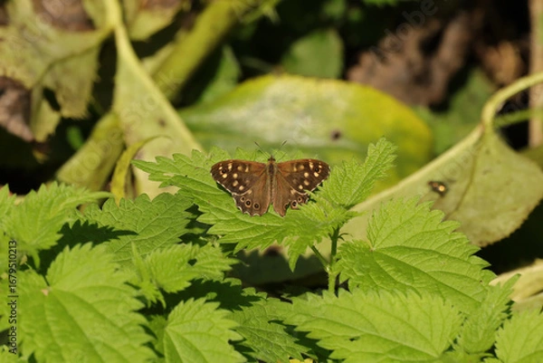 Fototapeta Tircis (Pararge aegeria)
Pararge aegeria in its natural element
