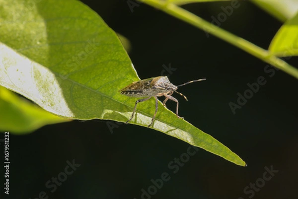 Fototapeta Punaise des baies (Dolycoris baccarum)
Dolycoris baccarum on an unidentified flower or plant
