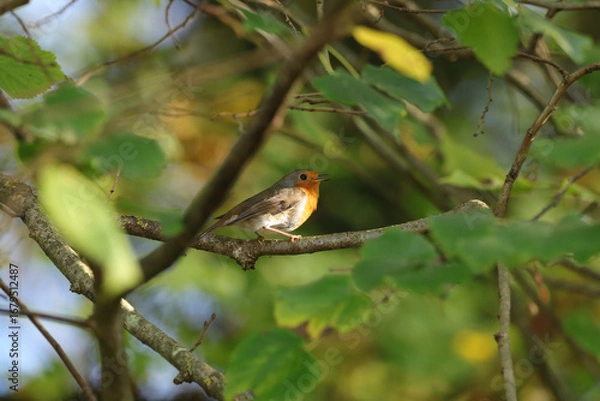 Fototapeta Rougegorge familier (Erithacus rubecula)
Erithacus rubecula in its natural element
