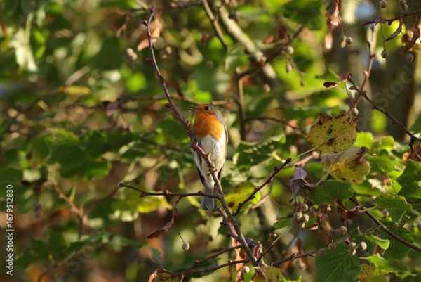Fototapeta Rougegorge familier (Erithacus rubecula)
Erithacus rubecula in its natural element
