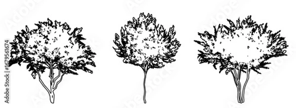Fototapeta Set or collection of Crape Myrtle trees as a black line drawing silhouette on white background. Concept or conceptual vector for nature, planet, ecology conservation, strength, endurance and  beauty