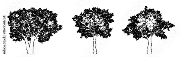 Fototapeta Set or collection of European Olive trees as black line drawing silhouette on white background. Concept or conceptual vector for nature, planet, ecology conservation, strength, endurance and  beauty