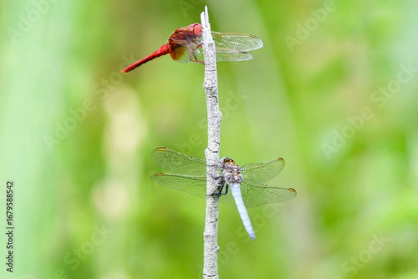Obraz Libellule.