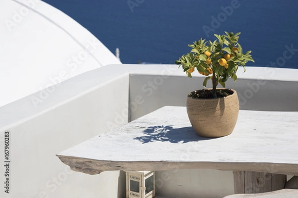 Obraz Small Lemon Tree